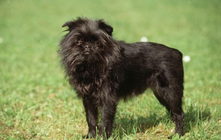 Affenpinscher