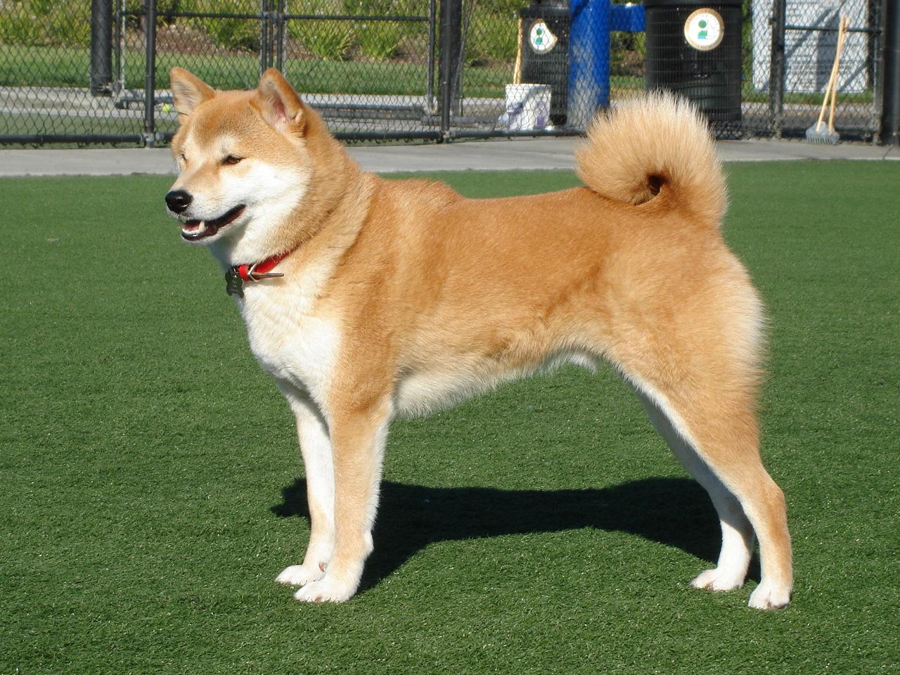 Akita Americano