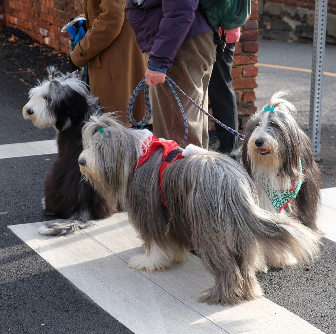 Bearded Collie