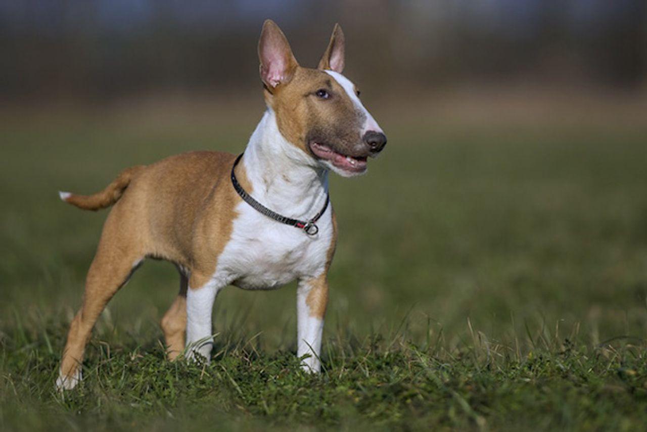 Bull Terrier Miniatura