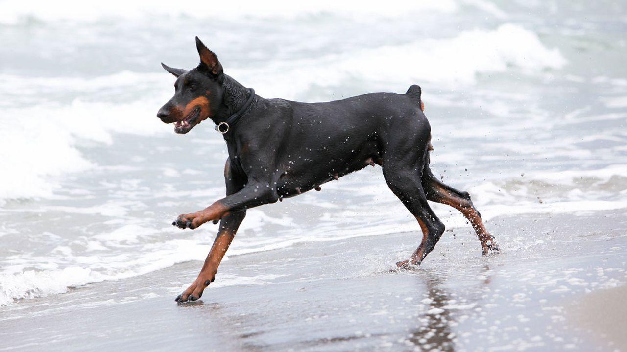 Dobermann