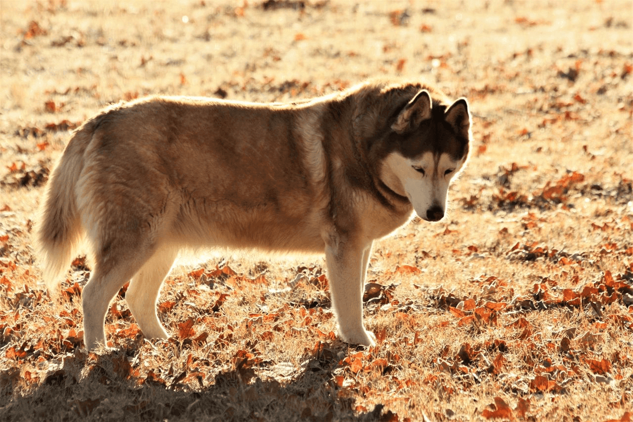Husky Siberiano
