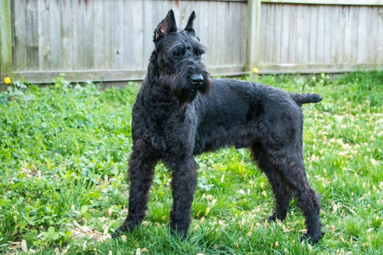 Schnauzer Gigante