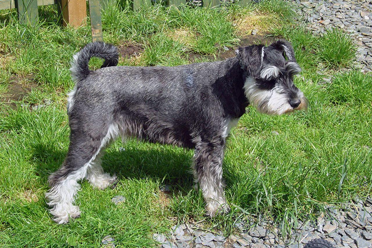 Schnauzer Miniatura