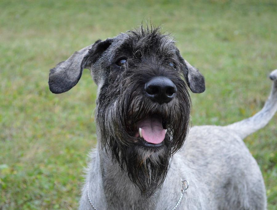 Schnauzer Standard