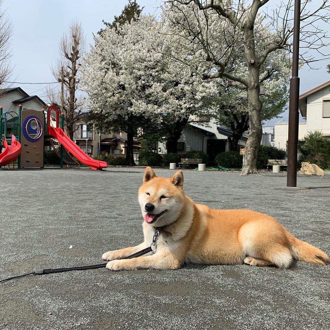 Shiba Inu
