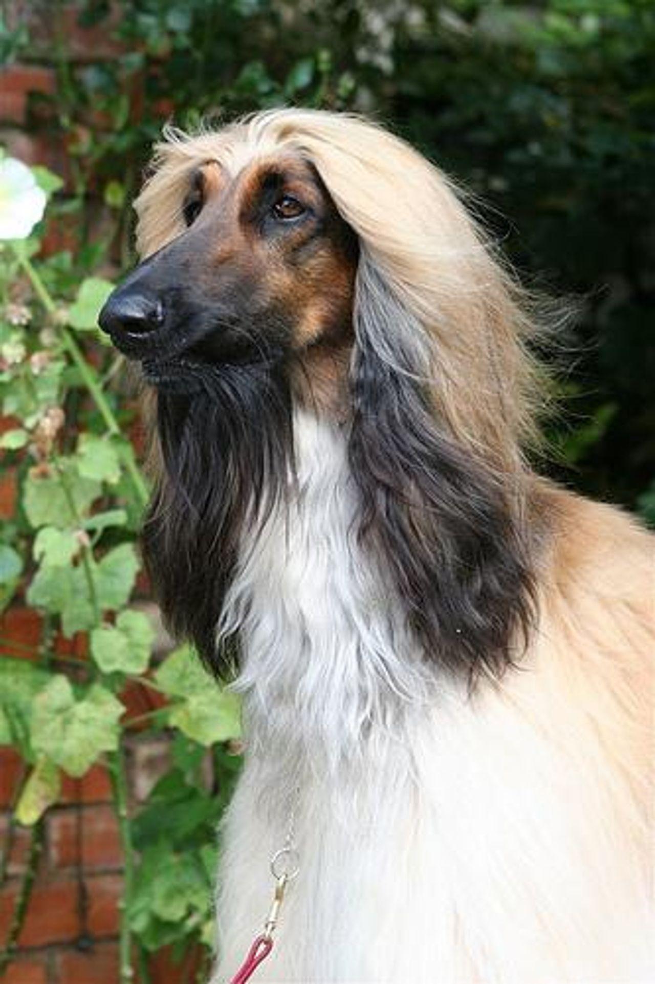 Afghan Hound
