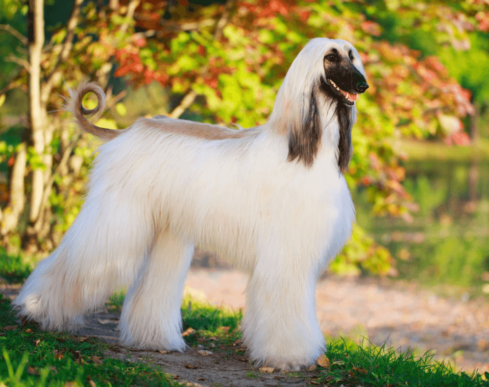 Afghan Hound