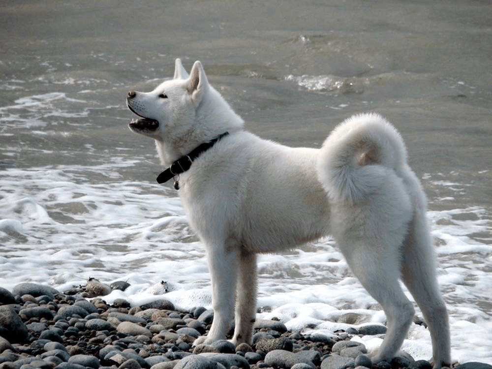Akita Inu