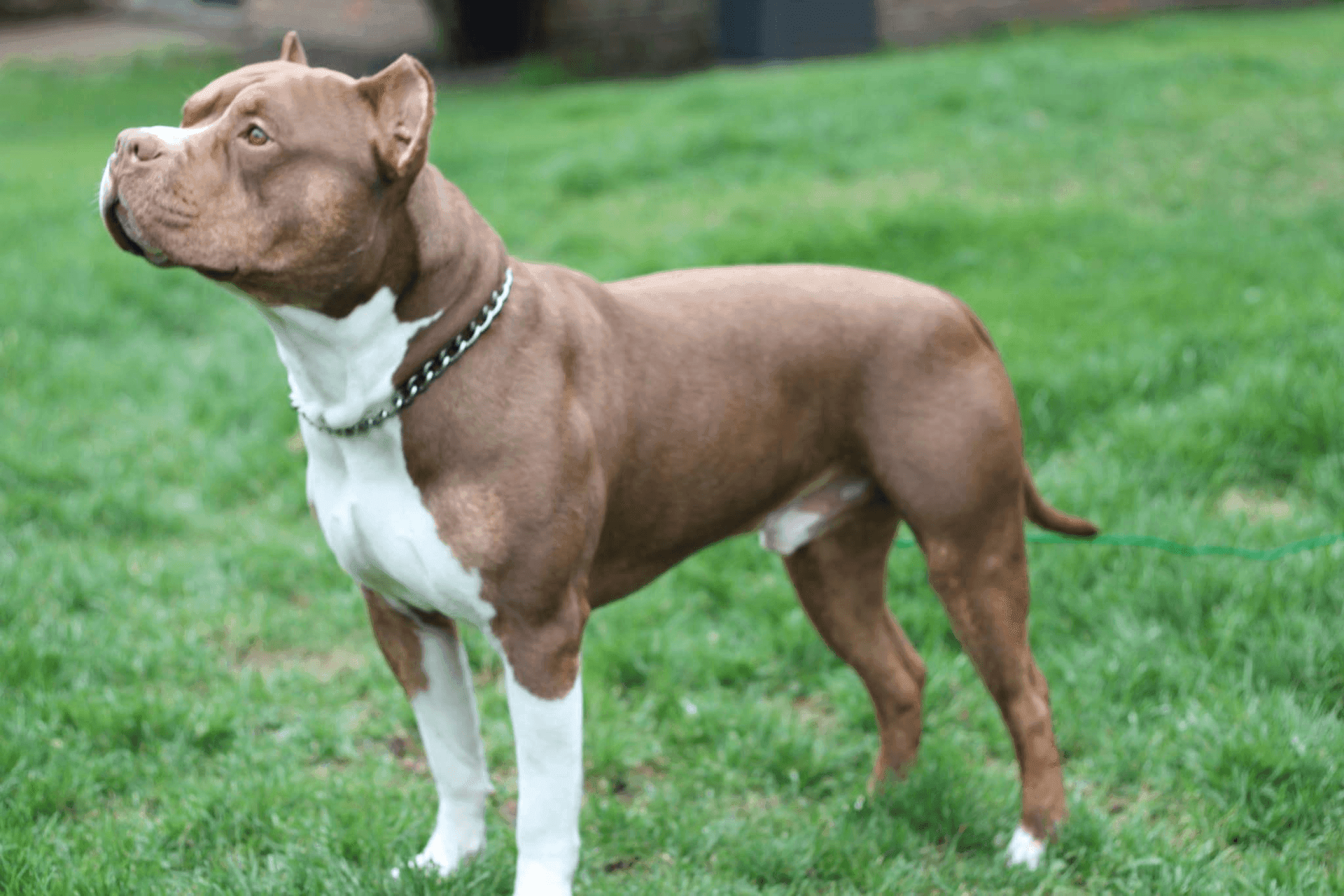 American Bully