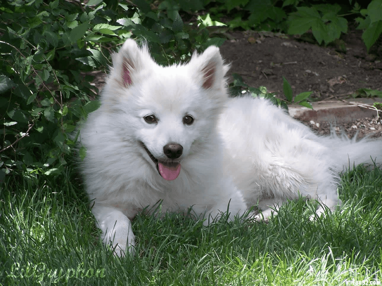American Eskimo Dog