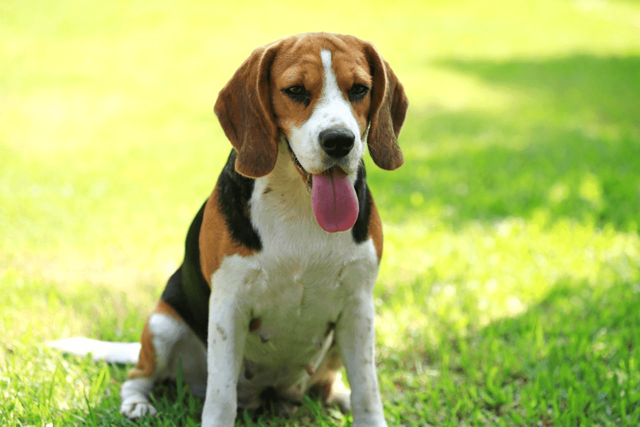 Beagle