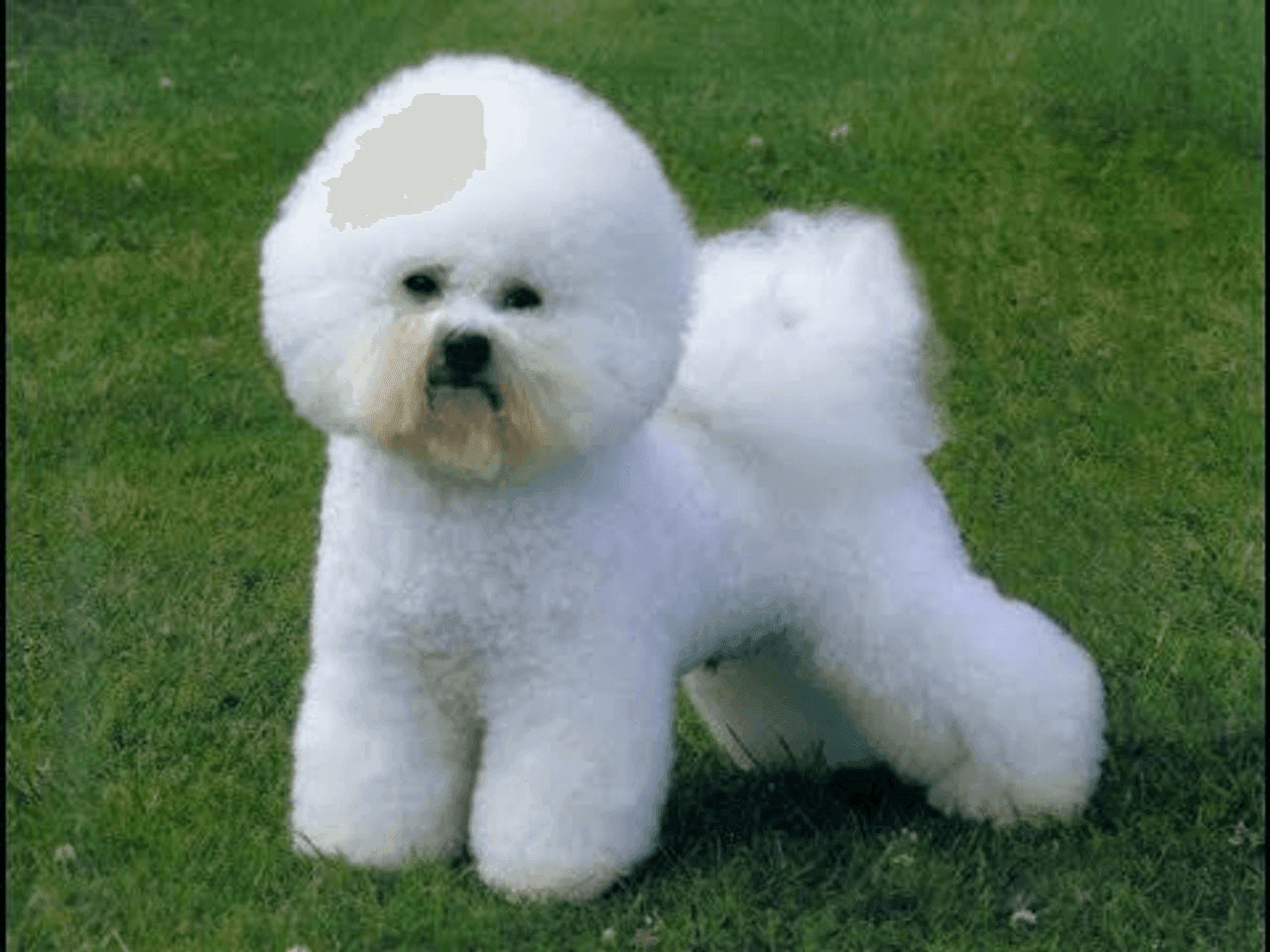 Bichon Frisé