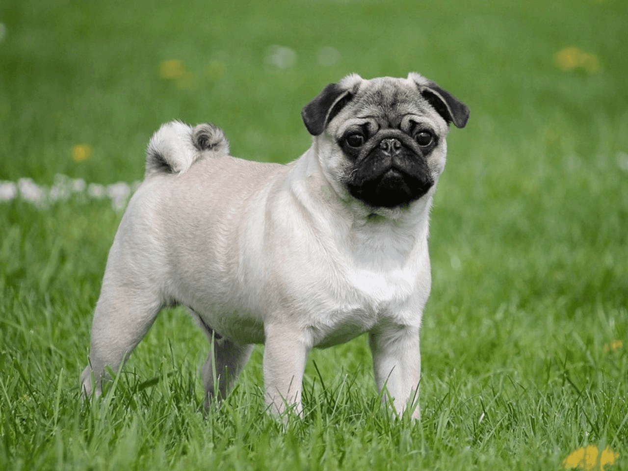 Pug